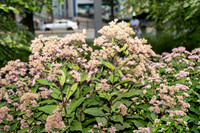 DSC01830